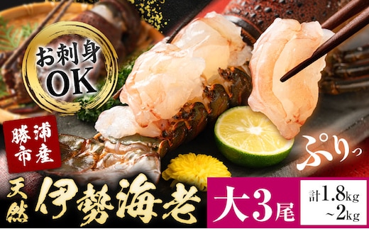 天然伊勢海老 千葉県勝浦産 生冷活〆 大サイズ 500gUP×3尾 計1.8kg 【刺身OK】 贈答 株式会社串浜水産《30日以内に出荷予定(土日祝除く)》千葉県 勝浦市 伊勢海老 海老 えび【配送不可地域あり】（離島）【1498739】---kastuura_kshm_2---