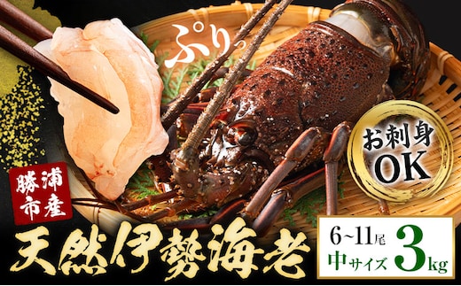 【刺身OK】千葉県勝浦産 生冷活〆 天然伊勢海老 3kg 6-11尾入 株式会社串浜水産《30日以内に出荷予定(土日祝除く)》千葉県 勝浦市 伊勢海老 海老 えび【配送不可地域あり】（離島）【1506779】---kastuura_kshm_6---