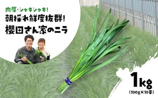 【先行予約】【12月から発送】肉厚・シャキシャキ! 朝採れ鮮度抜群! 櫻田さん家のニラ 1kg(100g×10束) SMCS001