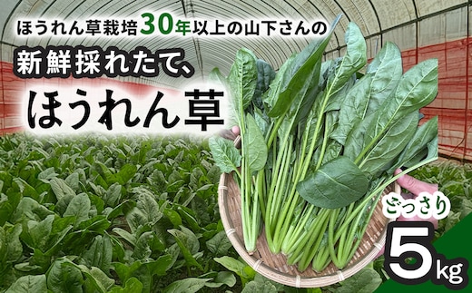 【11月上旬～３月下旬発送】ほうれん草栽培30年以上の山下さんの新鮮採れたて、ほうれん草！ どっさり 5kg SMCX001