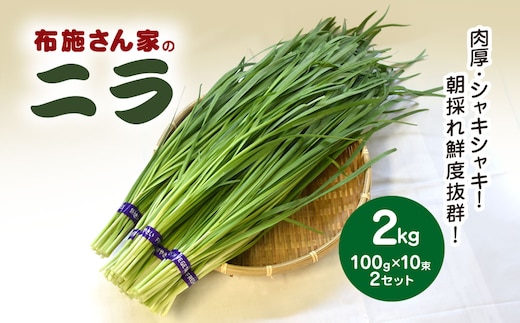【先行予約】【11月から発送】肉厚・シャキシャキ! 朝採れ鮮度抜群! 布施さん家のニラ 2kg(100g×10束×2セット) SMBY002