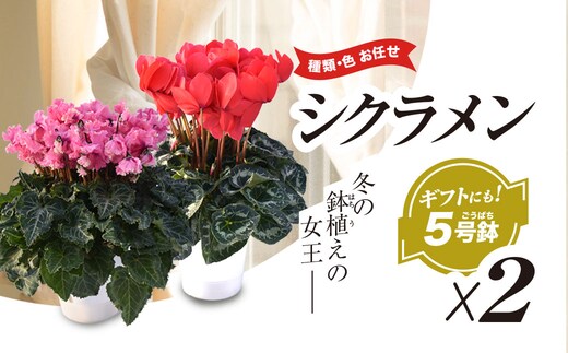【2026年12月上旬より順次発送！】≪種類・色お任せ≫ シクラメン 5号鉢×2鉢 SMCN002