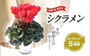 【2026年12月上旬より順次発送！】≪種類・色お任せ≫ シクラメン 5号鉢　 SMCN001