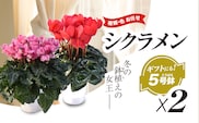 【2026年12月上旬より順次発送！】≪種類・色お任せ≫ シクラメン 5号鉢×2鉢　SMCN002