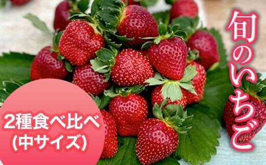 【2026年1月下旬発送開始】＜旬のいちご＞2種食べ比べ（中サイズ） ふるさと納税 いちご 苺 イチゴ 千葉 大網白里市 送料無料 AB005