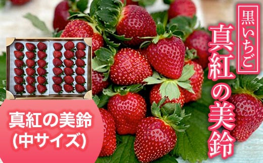 【2026年1月下旬発送開始】黒いちご・真紅の美鈴（中サイズ） ふるさと納税 いちご 苺 イチゴ 千葉 大網白里市 送料無料 AB003
