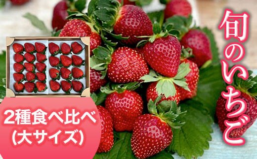 【2026年1月下旬発送開始】＜旬のいちご＞2種食べ比べ（大サイズ）ふるさと納税 いちご 苺 イチゴ 千葉 大網白里市 送料無料 AB004