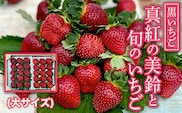 【2027年1月下旬発送開始】＜黒いちご＞真紅の美鈴と旬のいちご食べ比べセット（大サイズ） ふるさと納税 いちご 苺 イチゴ 千葉 大網白里市 送料無料 AB002