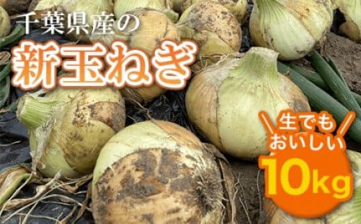 【先行受付】千葉県産 新玉ねぎ10kg 生でもおいしい！【令和8年5月上旬から順次発送】 玉ネギ たまねぎ タマネギ 玉葱 新玉ねぎ 野菜 千葉県 大網白里市 送料無料