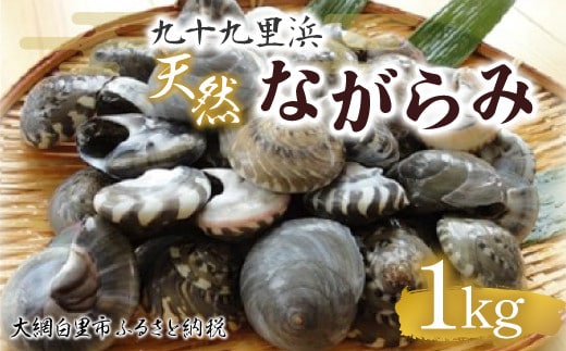 九十九里浜 天然ながらみ 1kg【名産】 ふるさと納税 ながらみ 幻の貝 九十九里産 貝 国産 千葉県 大網白里市 送料無料 P005