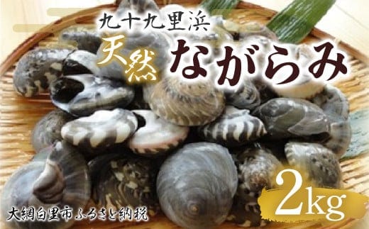 九十九里浜 天然ながらみ 2kg【名産】 ふるさと納税 ながらみ 幻の貝 九十九里産 貝 国産 千葉県 大網白里市 送料無料 P006