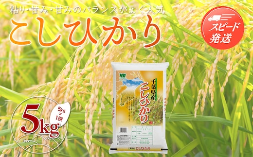 新米 令和8年産 千葉県産「コシヒカリ」5kg（5kg×1袋） A052