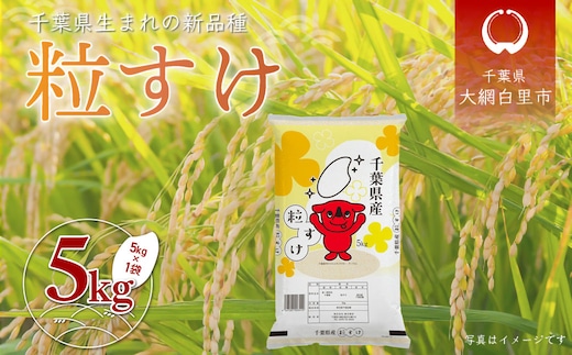 【スピード発送】令和7年産 千葉県産「粒すけ」5kg（5kg×1袋） A053