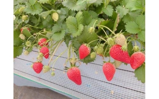 いちご狩り参加券[010-a009-a]