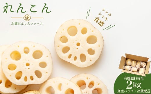 【テレビでも話題】千葉県神崎町産れんこん 2kg有機肥料栽培の甘みとシャキシャキ食感（真空パック・冷蔵配送）（※4月～8月は出荷不可）[022-a001]