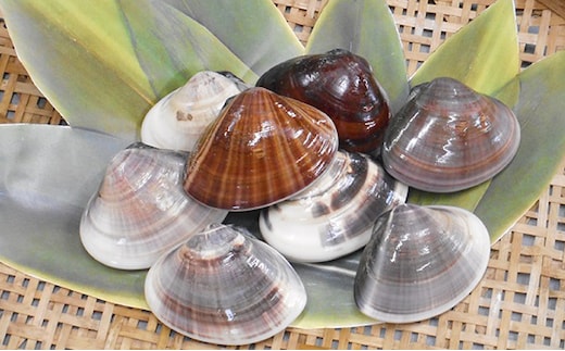 九十九里特産 九十九里地はまぐり 1kg 魚貝類 蛤栄養素 ミネラル 肉厚 高級食材 焼はま 酒蒸し お鍋 