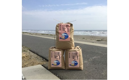 米 コシヒカリ みなみ米 5kg 九十九里産 お米 新米 白米 精米 ご飯 ブランド米 産地直送 送料無料 こめ コメ おこめ ごはん こしひかり 千葉 千葉県 九十九里 九十九里町
