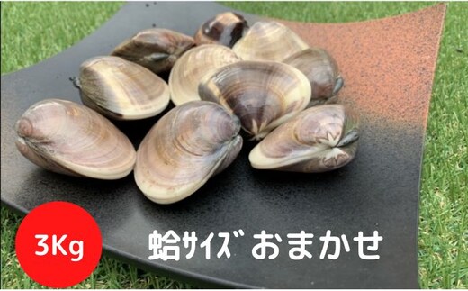 地元漁師が厳選！”天然蛤”ご注文時お勧めサイズお任せセット3kg入り 海鮮 魚介類 魚貝類 貝 はまぐり たっぷり 3kg 