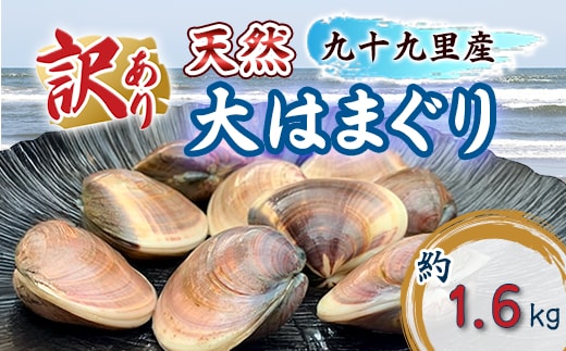 訳あり はまぐり 規格外 大はまぐり 4パック 計 1.6kg 貝 海鮮 魚介 海の幸 ハマグリ 蛤 海産物 国産 天然 産地直送 千葉県 九十九里 九十九里浜