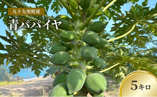 九十九里町産 青パパイヤ 5キロ 果物 フルーツ 野菜 パパイヤ サラダ ソムタム 炒め物 天ぷら パパイン ポリフェノール ビタミンC ダイエット 千葉県 九十九里町