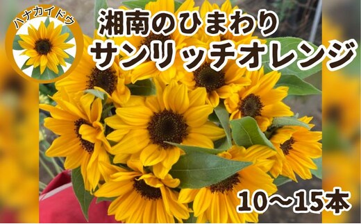 花 湘南のヒマワリ 切り花用 サンリッチオレンジ 10～15本 お花 フラワー 切花 生花 ひまわり 向日葵 植物 花束 家庭用 プレゼント 神奈川  藤沢 | dショッピングふるさと納税百選