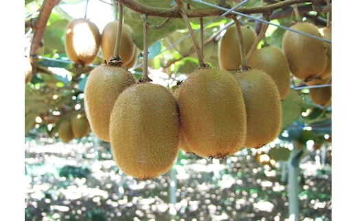 手摘み熟成キウイフルーツ〈出荷時期:2025年11月1日出荷開始～2026年6月10日出荷終了〉【手摘み熟成キウイフルーツ 丁寧に収穫 小田原のキウイフルーツ 熟成キウイフルーツ 神奈川県 小田原市 】