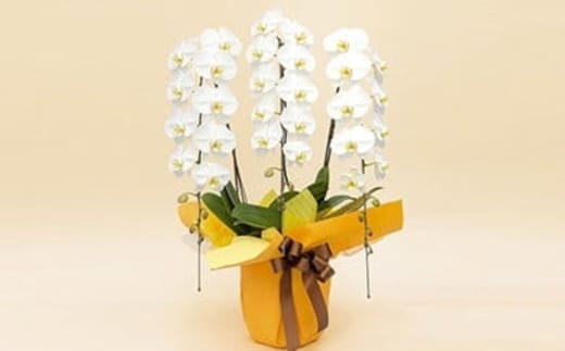 《お花の回数券シリーズ》トップフローリスト厳選の胡蝶蘭３本立ちの回数券×５枚| 花 花束 胡蝶蘭 記念 サプライズ ギフト プレゼント 神奈川県 小田原市