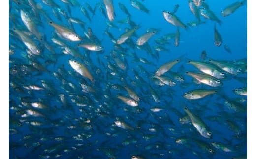 気軽に水中散歩！スノーケリング＆体験ダイビング【1回】【シュノーケリング レンタル ダイビングスクール 送迎付き スノーケリング＆体験ダイビング招待券 1名様分 小田原の海 魚 体験ダイビング 神奈川県 小田原市 】