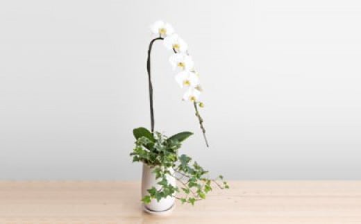 トップフローリスト厳選の胡蝶蘭 1本立ち【記念日に届くお花 1本立ち 世界らん展 フラワードリームジャパンカップ 国内主要コンテスト受賞 贈り物 厳選の胡蝶蘭 神奈川県 小田原市 】