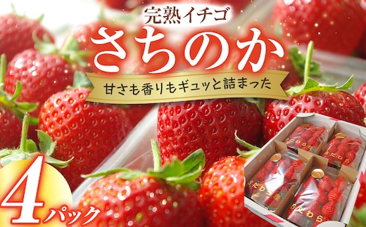 完熟イチゴ さちのか 希少いちご 神奈川県産 苺 ４パック入り