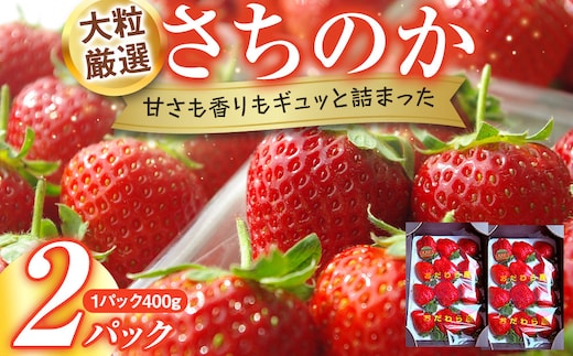 大粒厳選さちのか 希少いちご 神奈川県産 苺 ２パック入り
