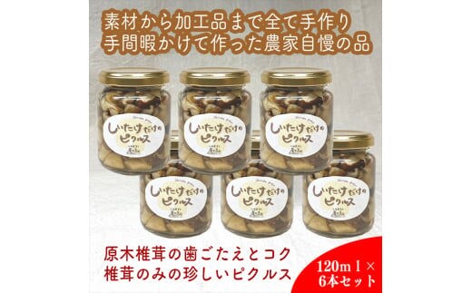 しいたけだけのピクルス 6個セット【 家庭用 自宅用 贈答品 贈答用 ギフト お取り寄せ お中元 お歳暮 贈り物 お祝い 神奈川県 小田原市 】