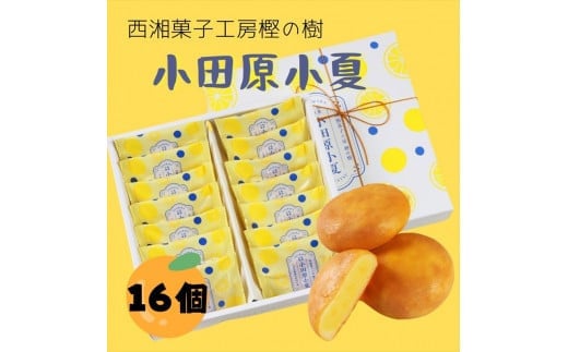 西湘菓子工房樫の樹 乳菓万頭小田原小夏16個入りギフト 【 お菓子 スイーツ 神奈川県 小田原市 】