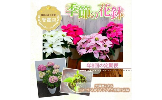 【定期便年3回 季節の花鉢】農林水産大臣賞を受賞したフローリストがアレンジする 季節を知らせる花鉢【 花 お花 神奈川県 小田原市 】