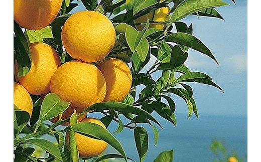 〈希少商品〉神奈川生まれの柑橘 「湘南ゴールド」( 露地栽培)＜出荷開始：２０２６年３月６日出荷開始～２０２６年３月３１日出荷終了＞【フルーツ オレンジ 果物 柑橘 贈答用 家庭用 自宅用 神奈川県小田原市】