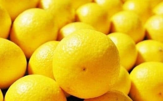 〈超希少商品〉神奈川生まれの柑橘 ハウス栽培の湘南ゴールド＜出荷開始：２０２６年２月１５日出荷開始～２０２６年３月１０日出荷終了＞【フルーツ オレンジ 果物 柑橘 贈答用 家庭用 自宅用 神奈川県小田原市】