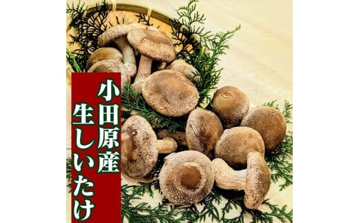 小田原産高級しいたけ「海の香・山の香」 香り高く肉厚でみずみずしい 500ｇお届け【 野菜 きのこ キノコ 茸 シイタケ しいたけ 贈答用 ご家庭でおすそ分け 神奈川県 小田原市 】