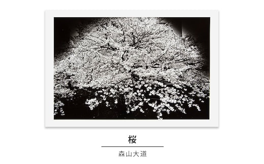 zushi art gallery森山大道写真作品「桜」（写真集『光と影』1982年より）