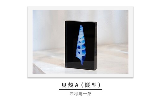 zushi art gallery西村陽一郎写真作品 アクリルブロック「貝殻A（縦型）」