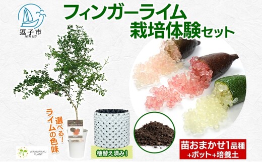 フィンガーライム栽培体験セット 初心者OK 植替え済 AIサポート＆マニュアル付きアルストンビル