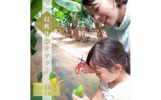 金太郎バナナ 収穫適期バナナの収穫と試食体験ファミリー3枚チケット（大人：2枚、子供：1枚）【 体験 試食 収穫 チケット おいしい 果物 くだもの フルーツ お歳暮 お中元 】