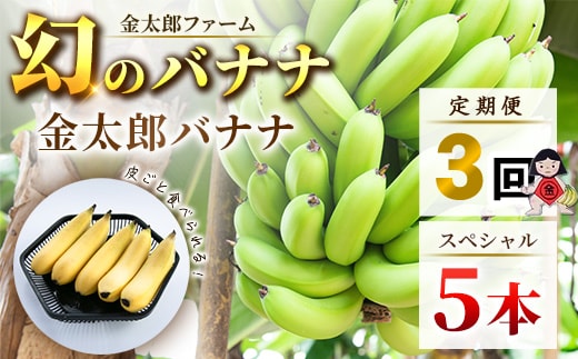 定期便：スペシャル 金太郎バナナ（15本） 5本×3回（毎月お届け） 栽培期間中農薬不使用 【国産 ギフト プレゼント 贈り物 お返し おいしい 金太郎バナナ 果物 くだもの フルーツ お歳暮 お中元 】