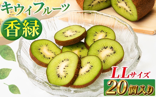  希少キウイフルーツ 「香緑」。LLサイズ 20個入り 糖度16度。甘くておいしい＜出荷時期：2025年12月15日出荷開始～2026年1月15日出荷終了＞【キウイ フルーツ 神奈川県 南足柄市 】