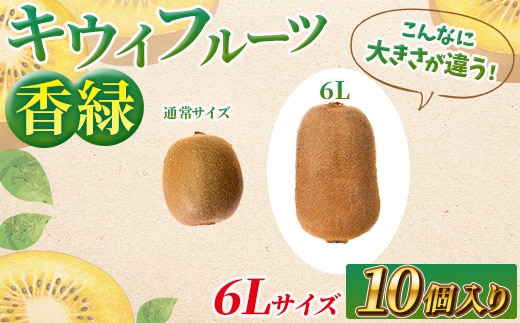 希少キウイフルーツ 「香緑」。6Lサイズ10個入り 糖度16度。甘くておいしい＜出荷時期：2025年12月15日出荷開始～2026年1月15日出荷終了＞【キウイ フルーツ 神奈川県 南足柄市 】