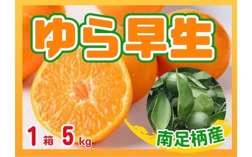 ゆら早生 5kg 〈出荷時期：2026年11月１日出荷開始～2026年11月30日出荷終了〉｜みかん フルーツ 果物 くだもの 神奈川県 南足柄市