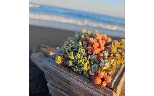 セダム（多肉植物） 寄せ植えキッド：1個 【 神奈川県 大磯町 】
