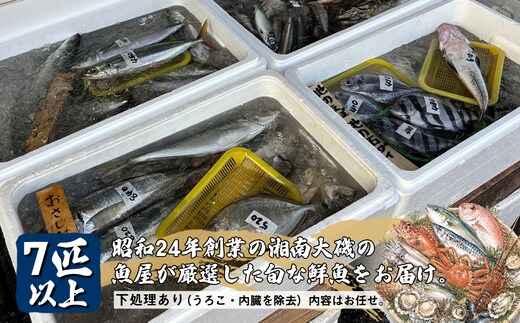 【下処理あり（うろこ・内臓を除去）】昭和24年創業の湘南大磯の魚屋が厳選した旬な鮮魚をお届け。7匹以上。内容はお任せ【 魚 神奈川県 大磯 湘南 特産品 贈答品 地魚 お歳暮・お中元 大磯グルメ 】
