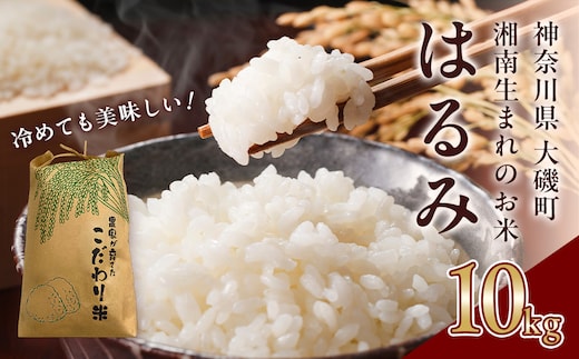 【R8年新米10kg】湘南生まれのお米「はるみ」〈出荷時期:2026年9月12日出荷開始～2026年12月26日出荷終了〉【 神奈川県 大磯町 米 お米 白米 白飯 コシヒカリ キヌヒカリ 交配種 甘み 期間限定 】