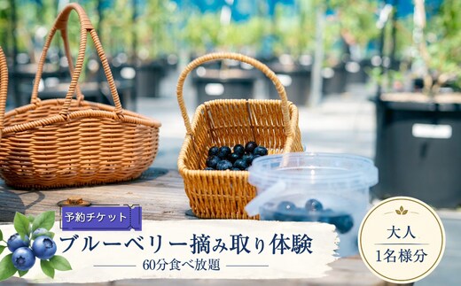 【2027年5月上旬～7月上旬発送予定】【予約チケット】ブルーベリー摘み取り体験（60分食べ放題）大人1名様分【 神奈川県 大磯町 】