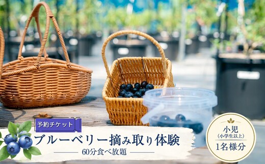 【2027年5月上旬～7月上旬発送予定】【予約チケット】ブルーベリー摘み取り体験（60分食べ放題）小児（小学生以上）1名様分【 神奈川県 大磯町 】